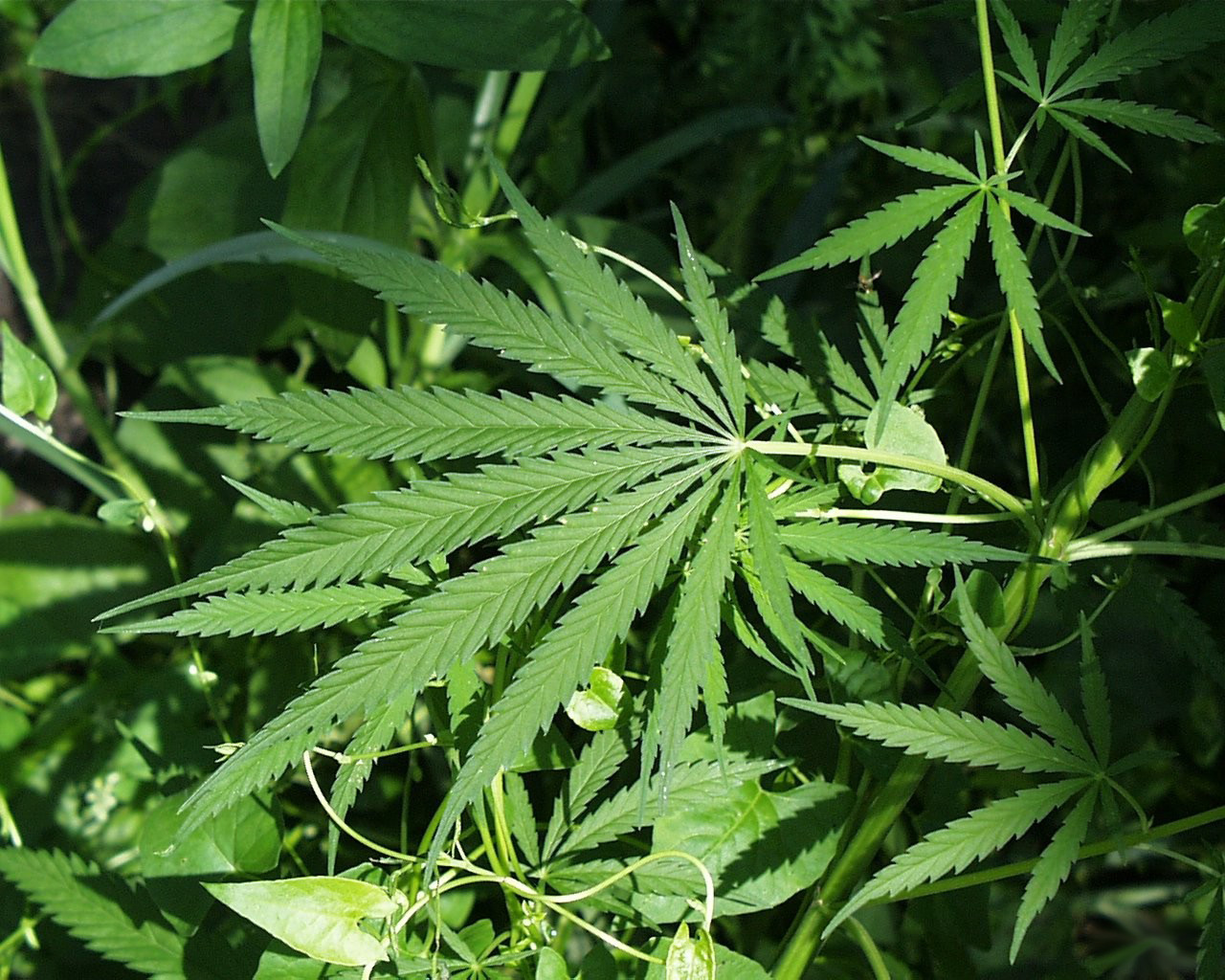 Cannabis is removed from the list of most dangerous drugs of the international d