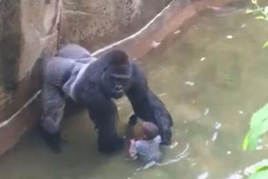 Harambe, a gorilla, is shot to death after grabbing a three-year-old boy in his 