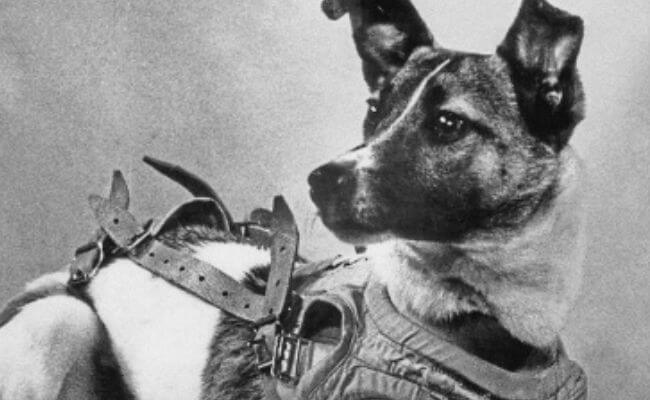 Laika, the first living creature to orbit Earth, aboard Sputnik 2